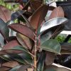 Ficus Elastica Burgundy 10In - Image 2
